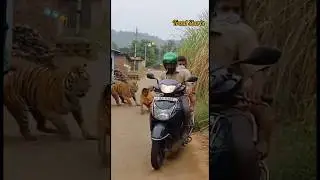 On Camera 🐅 Sudden Tiger Attack on Village Road! 😱 Real Panic Moment #shorts