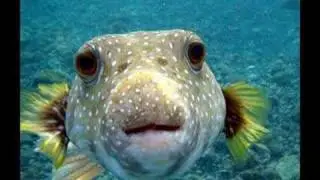 NED calls American Fisheries Society