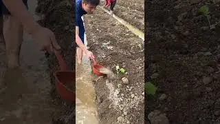 #Documenting my rural life #planting #A hard work a harvest #Spring planting
