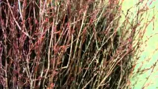 How To Prepare Birch Branches from Northwest - lwflowers.com