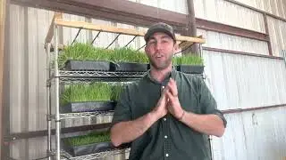 GROWING FODDER Do I need a greenhouse, grow lights or soil??