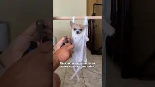 #shorts #chihuahuacute #chihuahuafanatics #chihuahuafan #chihuahualove feature #chihuahua