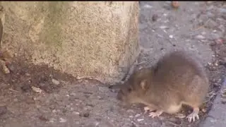 Rodents beware! Adams reportedly has his NYC rat czar
