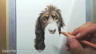 Cocker Spaniel Drawing in Colour Pencils | Full Time Lapse Pet Portrait