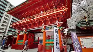 ♫KANDAMYOJIN WITH SAKURA  - TOKYO WALKING VIEW -
