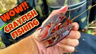 Catching Red Swamp Crayfish | Amazing Crawfish Hunting in the Wild