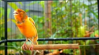Train Canario Belga Faster &ndash; 1 Hour Canario Cantando Natural Training Sound