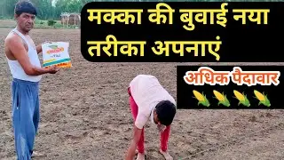 मक्का की बुवाई कैसे करें || 🌽 मक्का की खेती | Hybrid Makka ki Kheti  ||  Maize cultivation🌽🌽