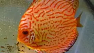 Red Spider discus
