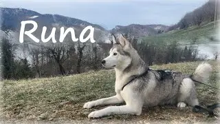 🐾 Wordless Adventure: Alpine Husky Tranquility 🏔️