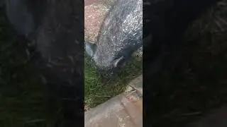 Vietnami csüngőhasu cocellók.