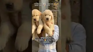 show quality 🔥 golden retriever puppies for sale in Bangalore #quality #pets #puppy #cute #doglove
