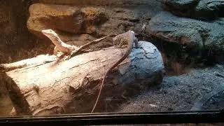 Baby sand monitors growing fast!