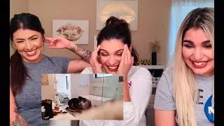 REACTION to ACE family 