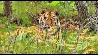 Where Big Cats Rule and Bears Roam – Wild Russia Revealed #27