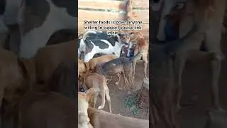 I beg you to stay and write random words to save my dogs from hunger by linking in bio paypal link