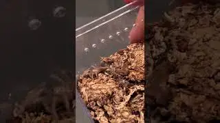Pseudhapalopus sp. Blue (Colombian Blue Bottle Tarantula) #shortsvideo