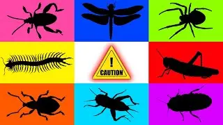 Insect: Centipede, Spider, Weevil, Cricket, Frog Leg Beetle, Cockcroach, Dragonfly, Mouse, Grashoper