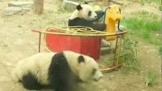 Funny Panda video:  Pandas playing in Beijing Zoo