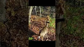 Momma Doing What Momma's Do! Little Bit Of Deer Affection Or Bath Time? #Short