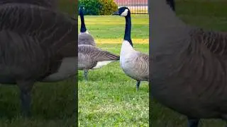 Canadian geese in Mississippi #birdsofafeather #migratorybirds