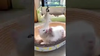 The Ultimate Cat Compilation - Cute Kittens & Hilarious Hijinks!