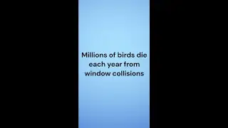 Dr Riley of Blue Ridge Wildlife Center shares how to prevent bird window strikes or collisions