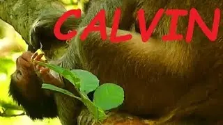 Deep Hurt and Pity Baby Monkeys | Trillion Pity Baby Monkey CALVIN | Baby Monkey Videos