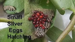 Small Silver Eggs Hatching see what comes out