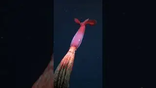 Black-eyed squid (Gonatus onyx) swimming through the deep