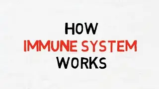 How Immune System Works