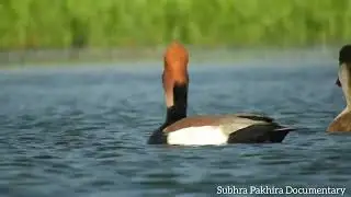 // Red-crested Pochard (Netta rufina) //