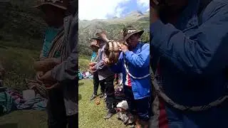 Herranza de ganados de Lucio ccoscco Juarez en huaquirca 