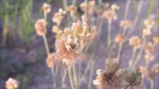 Bleekgele droogbloem (Gnaphalium luteo-album) - 2016-09-15