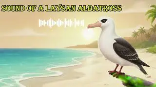 SOUND OF A LAYSAN ALBATROSS  🔊 What does a laysan albatross sound