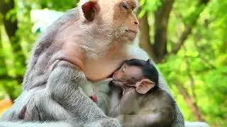 Sweet milk baby Berron monkey drink milk again and again so fast.