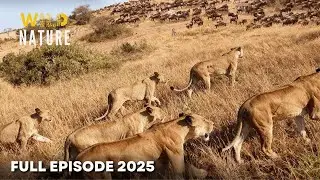 Lion Battle Zone (Mega Episode) | Nature Animal Documentary