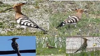 HOOPOE &UPUPA EPOPS