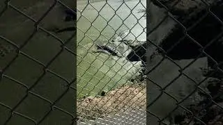 Gator chomp! #mississippi #alligator #southern #swamp