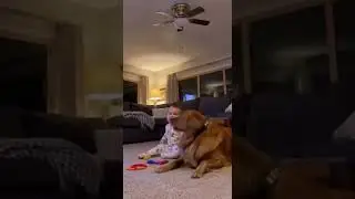 Hero Dog Saves Baby in the Most Heart-Stopping Moment 😭🐶
