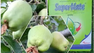 22June2024 Fruit Development 2nd Stage Spray🍏Super Mate🍏Systematic and Contact Fungicide🌳