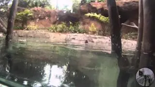 All about Otters at Discovery Cove's Freshwater Oasis