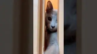 猫アレルギーと新しい仔猫の生活148日目『開けれない』#shorts #ロシアンブルー #猫