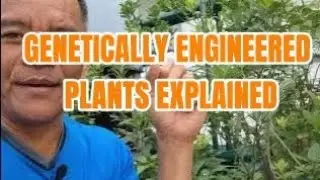 GENETICALLY MODIFIED SEEDS EXPLAIN