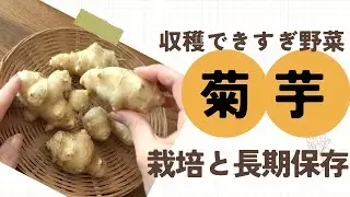 #169 【大量収穫できる野菜！】菊芋の収穫と保存方法