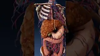 Hepatic cirrhosis in 3D: types, development, and clinical insights