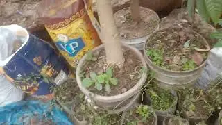 ছাদ বাগান থেকে কবুতর সব চোরি হয়ে গেলোআজ,পেয়ারা পেরে নিলাম,পোকার হাত থেকে ফল ,সবজি,ব্যাগ দিয়ে রক্ষা 