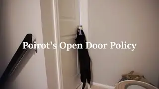 My tuxedo cat has an open door policy