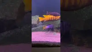 Pseudotropheus elongatus mpanga #malawicichlid #malawi #malawicichlids