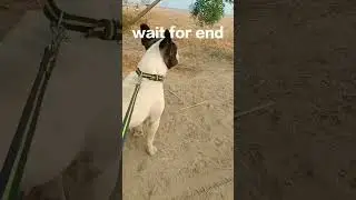 #ultimate #dog #shorts #trending #ultimateteam